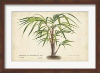 Framed Palm of the Tropics VI