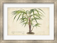 Framed Palm of the Tropics VI