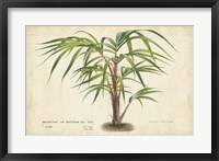 Framed Palm of the Tropics VI