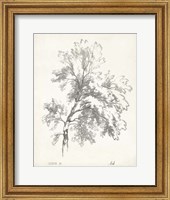 Framed Ash Tree Study