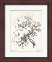 Framed Oak Tree Study