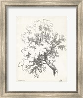 Framed Oak Tree Study