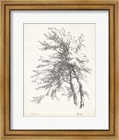 Framed Beech Tree Study