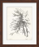 Framed Beech Tree Study