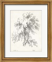 Framed Birch Tree Study