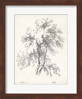 Framed Birch Tree Study