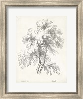 Framed Birch Tree Study