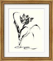 Framed Studies in Ink - Tulip