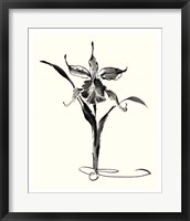 Framed Studies in Ink - Cattleya