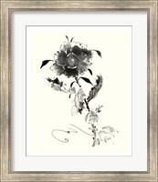 Framed Studies in Ink - Rose I