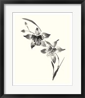 Framed Studies in Ink - Cymbidium