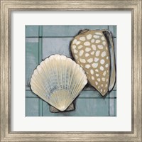 Framed Seashell Sketch I