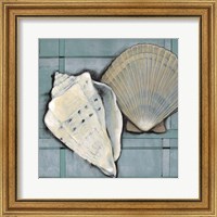 Framed Seashell Sketch II