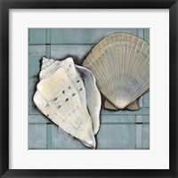 Framed Seashell Sketch II