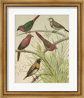 Framed Birdwatcher's Delight III