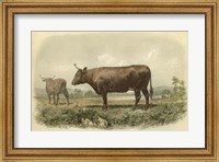 Framed Vache De Devon