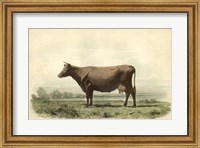 Framed Vache D'Angeln