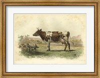 Framed Vache D'Ayr