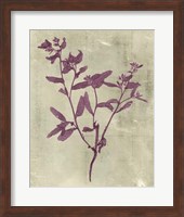 Framed Impressions in Plum