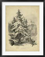 Framed Spruce