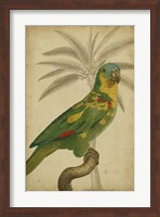 Framed Parrot and Palm II