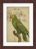 Framed Parrot and Palm III