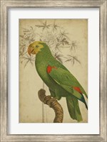 Framed Parrot and Palm III