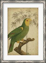 Framed Parrot and Palm IV