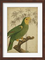 Framed Parrot and Palm IV