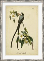 Framed Audubon Fork-tailed Flycatcher