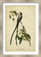Framed Audubon Fork-tailed Flycatcher