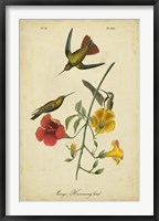 Framed Audubon Mango Hummingbird