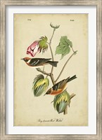 Framed Audubon Bay Breasted Warbler