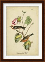 Framed Audubon Bay Breasted Warbler