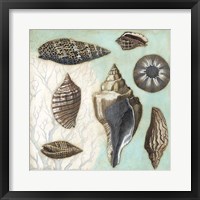 Antique Shell Collage II Framed Print