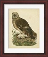 Framed Antique Nozeman Owl I