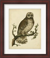 Framed Antique Nozeman Owl II
