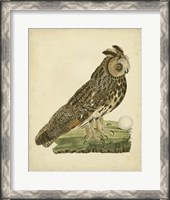 Framed Antique Nozeman Owl III