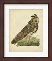 Framed Antique Nozeman Owl III