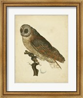 Framed Antique Nozeman Owl IV