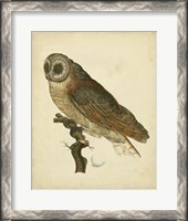 Framed Antique Nozeman Owl IV