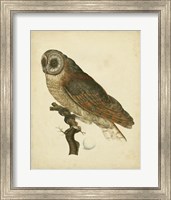Framed Antique Nozeman Owl IV