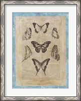 Framed Bookplate Butterflies III