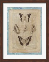 Framed Bookplate Butterflies IV