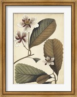 Framed Ivory Botanical Study III