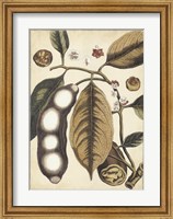 Framed Ivory Botanical Study V