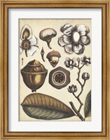 Framed Ivory Botanical Study VI