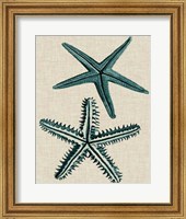 Framed Coastal Starfish I