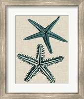 Framed Coastal Starfish I