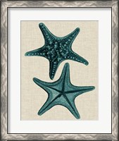 Framed Coastal Starfish II